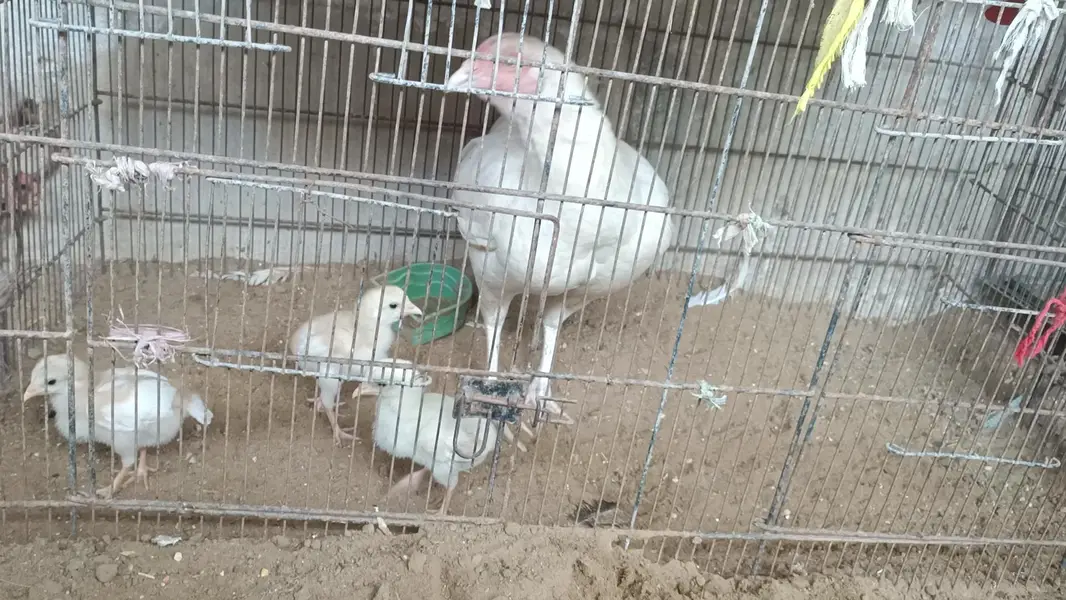 Mushkil plus Hera chicks — photo 6