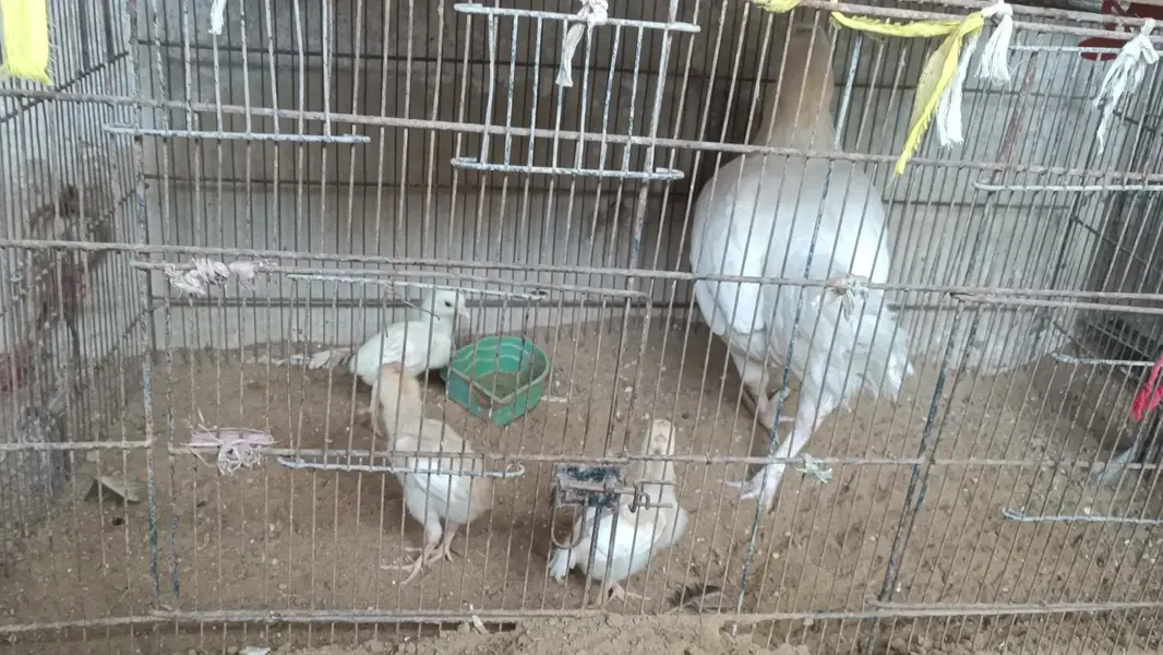 Mushkil plus Hera chicks — photo 7