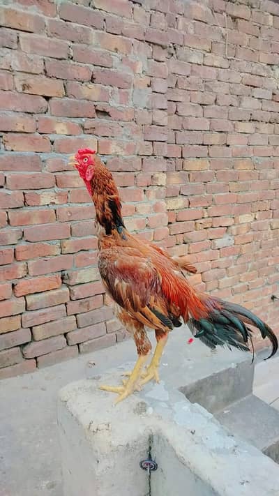 1 Aseeel Murga , 2 Aseel Murgi , Anday Detiii he , Breed Bhi Kartii he