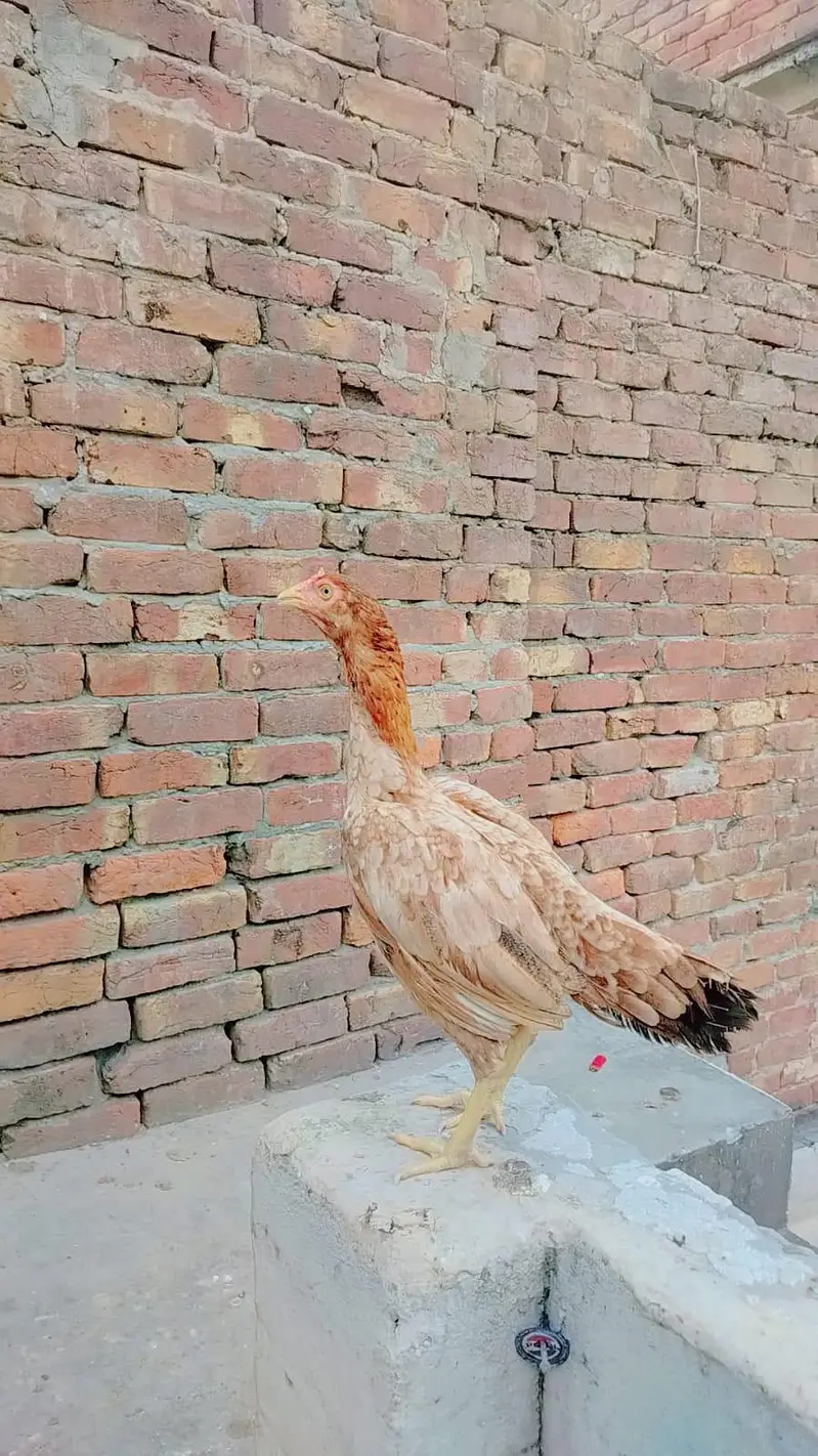 1 Aseeel Murga , 2 Aseel Murgi , Anday Detiii he , Breed Bhi Kartii he — photo 2