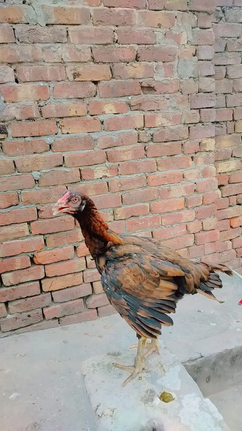 1 Aseeel Murga , 2 Aseel Murgi , Anday Detiii he , Breed Bhi Kartii he — photo 3