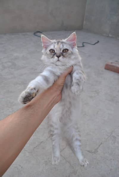 Doll Face Persian Females