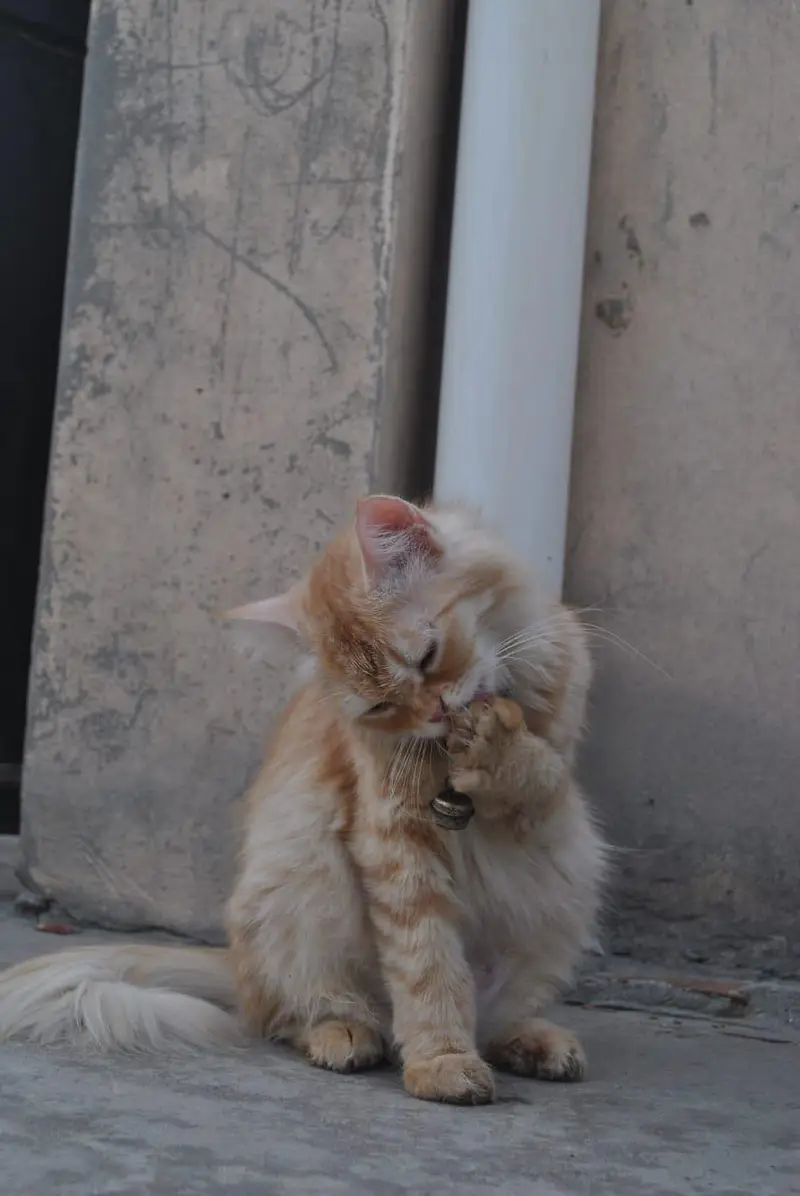 Doll Face Persian Females — photo 3