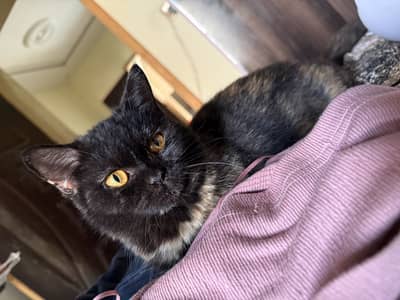 Semi punch Persian female black single coat kitten