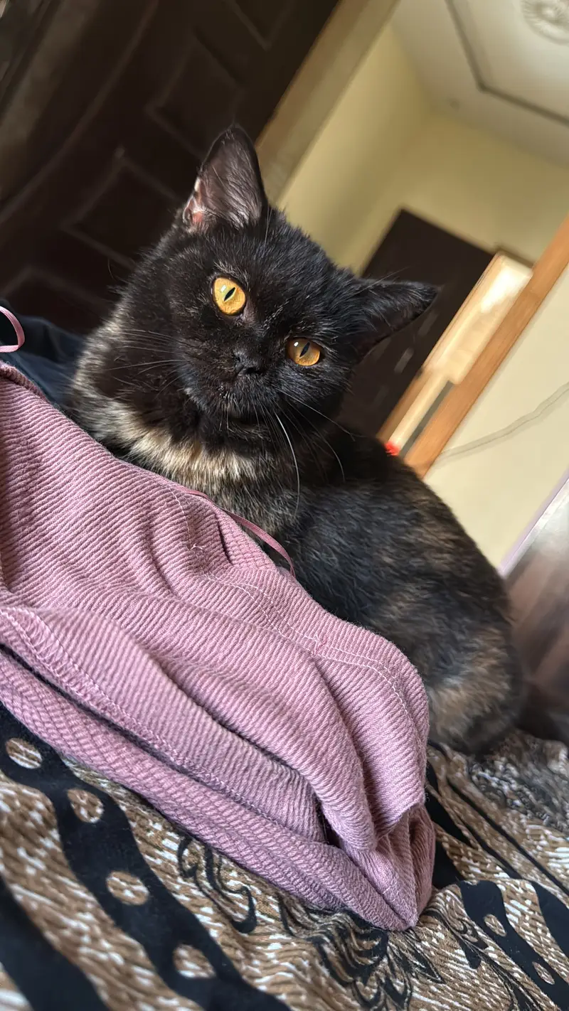 Semi punch Persian female black single coat kitten — photo 2