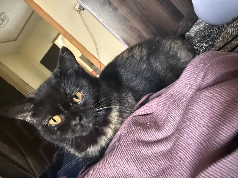 Semi punch Persian female black single coat kitten — photo 3
