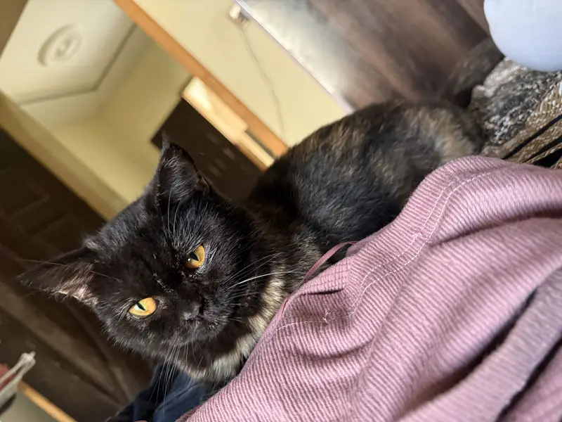 Semi punch Persian female black single coat kitten — photo 4