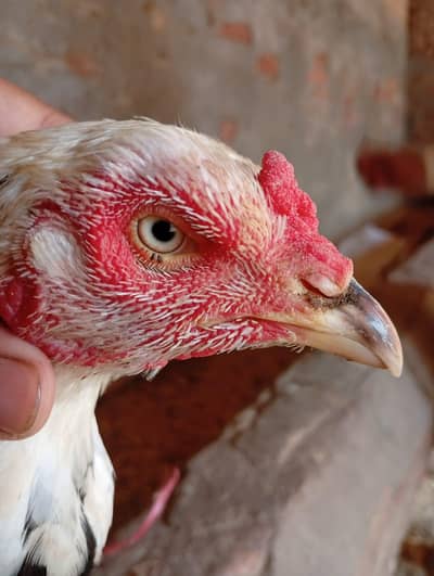 aseel female for sale in reasonable price