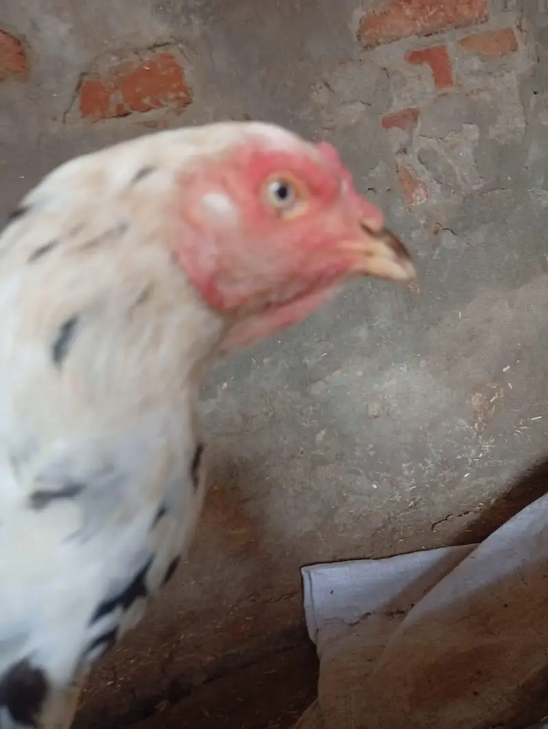 aseel female for sale in reasonable price — photo 2