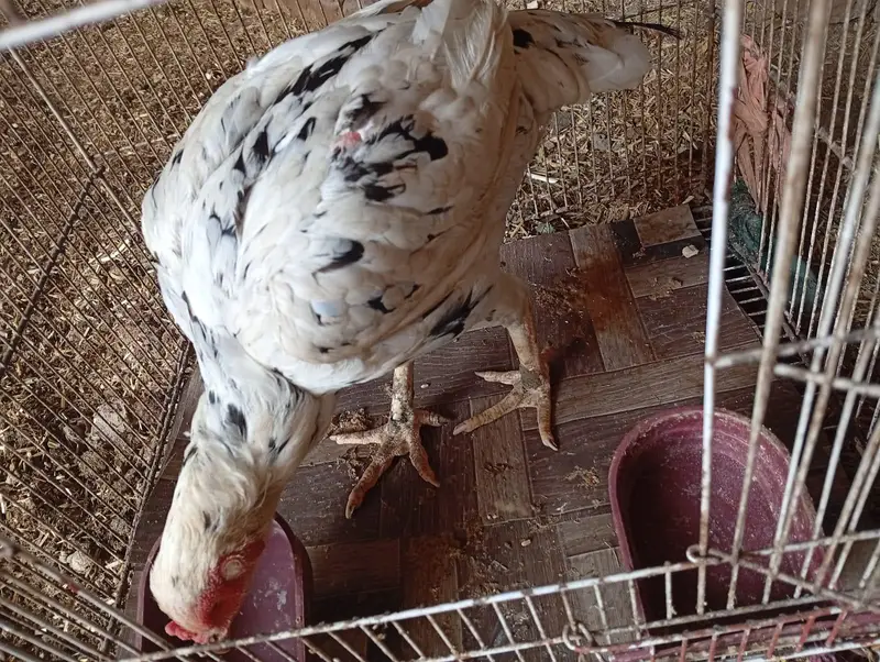 aseel female for sale in reasonable price — photo 3