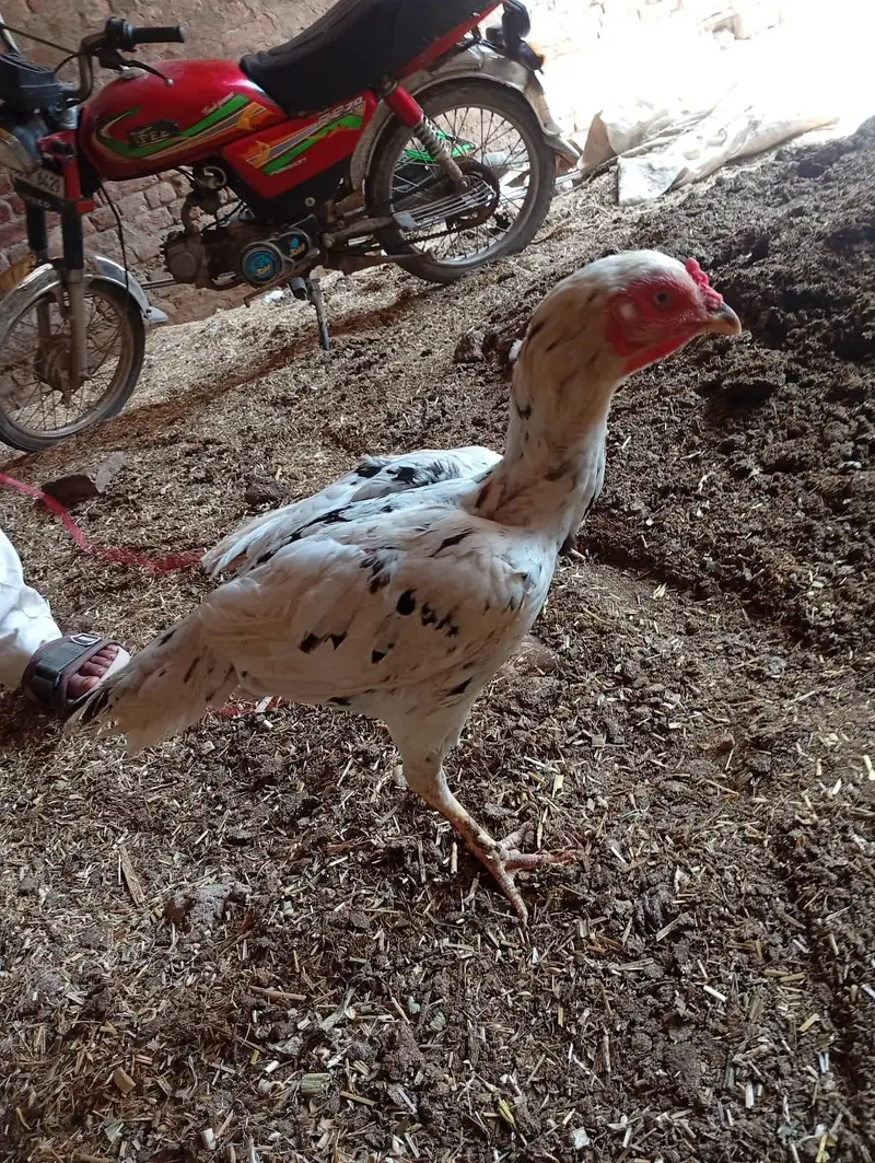aseel female for sale in reasonable price — photo 5