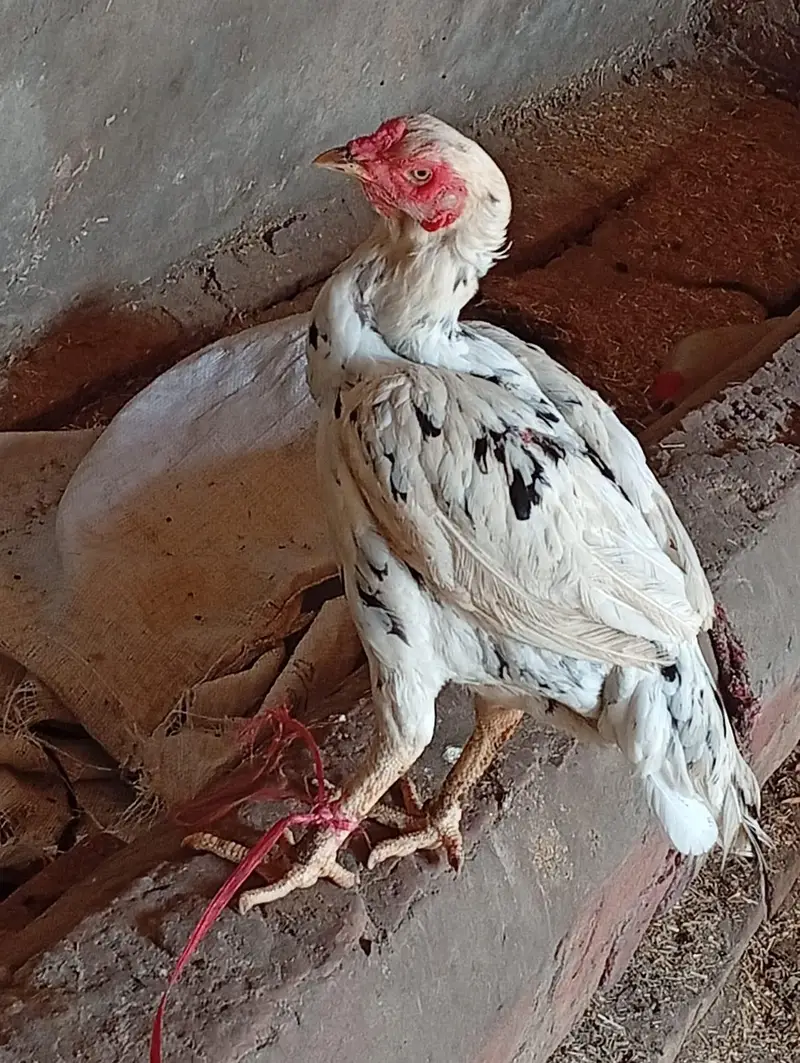aseel female for sale in reasonable price — photo 6
