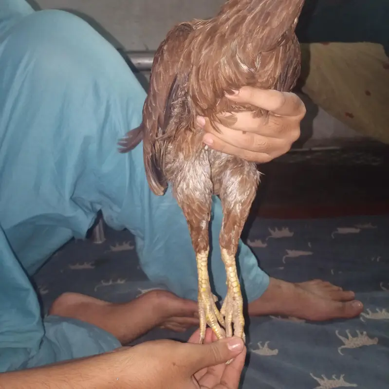 pure aseel murgi ha mianwali or Pakistani cross ma ha exchange ho Jai — photo 5