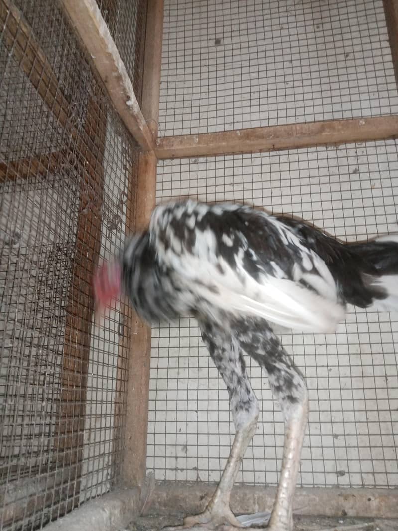 Sindhi patha long hight 0