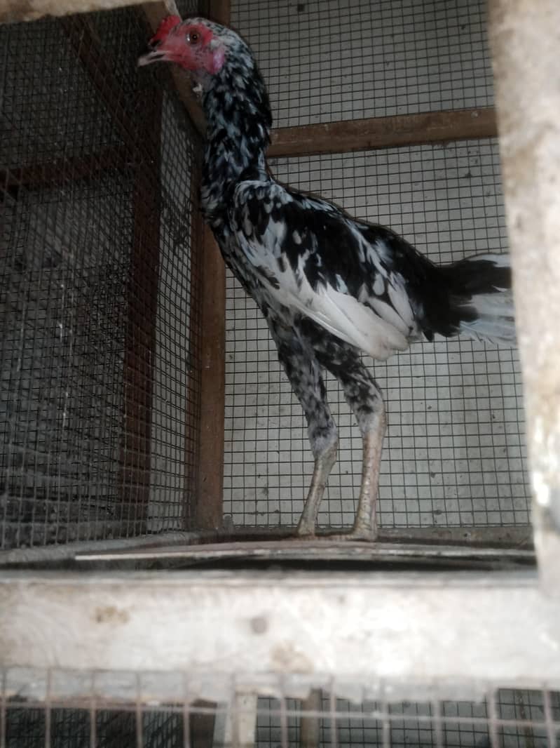 Sindhi patha long hight 2