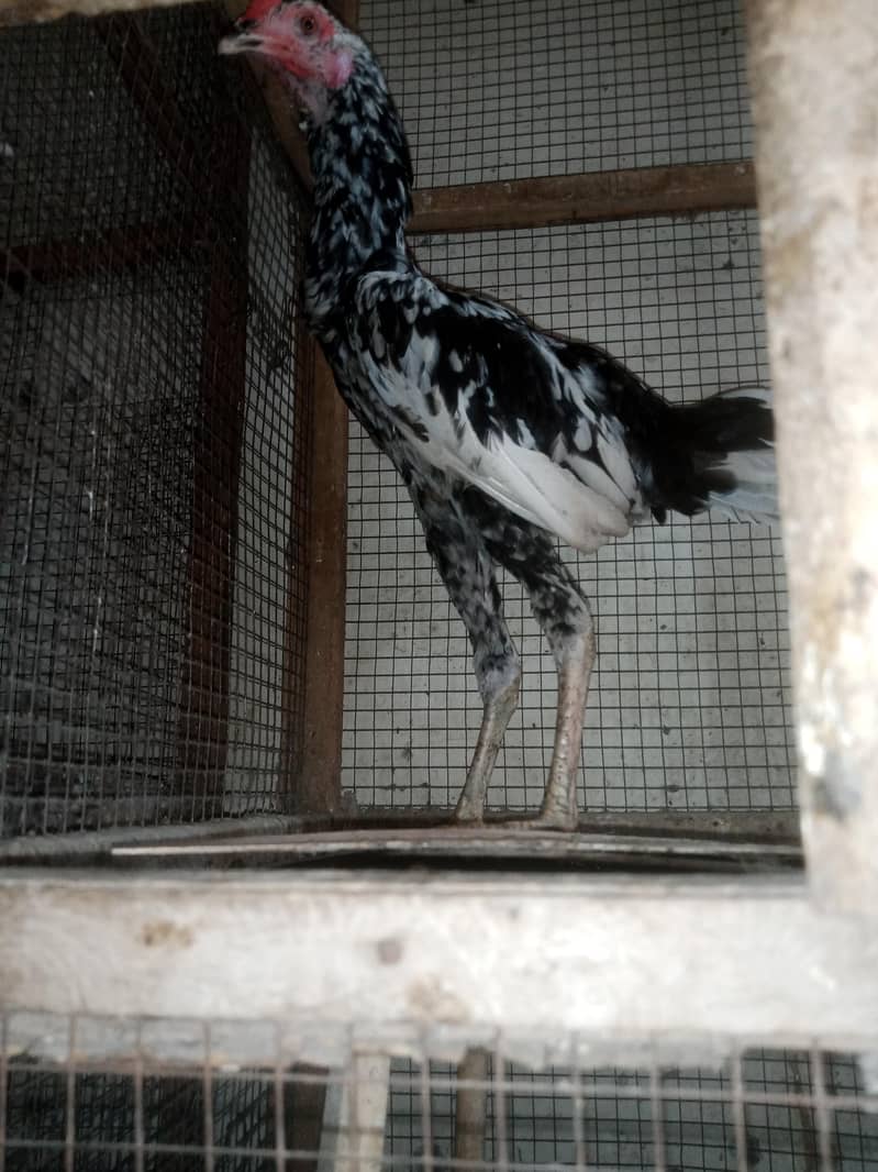 Sindhi patha long hight 4