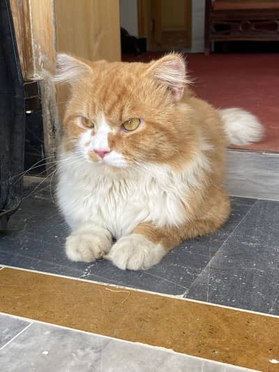Doll face Persian cat