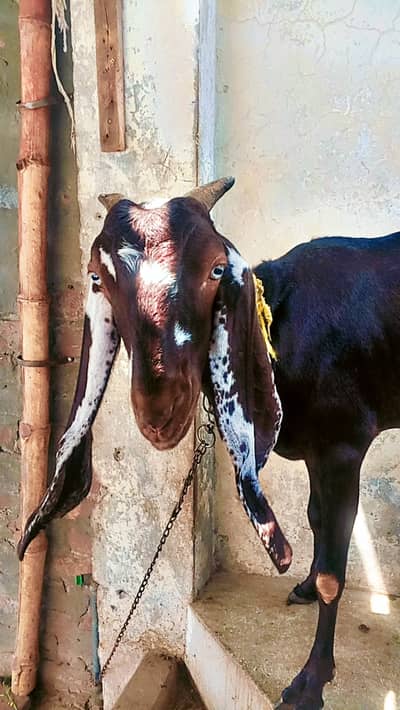 Nagra Bakri