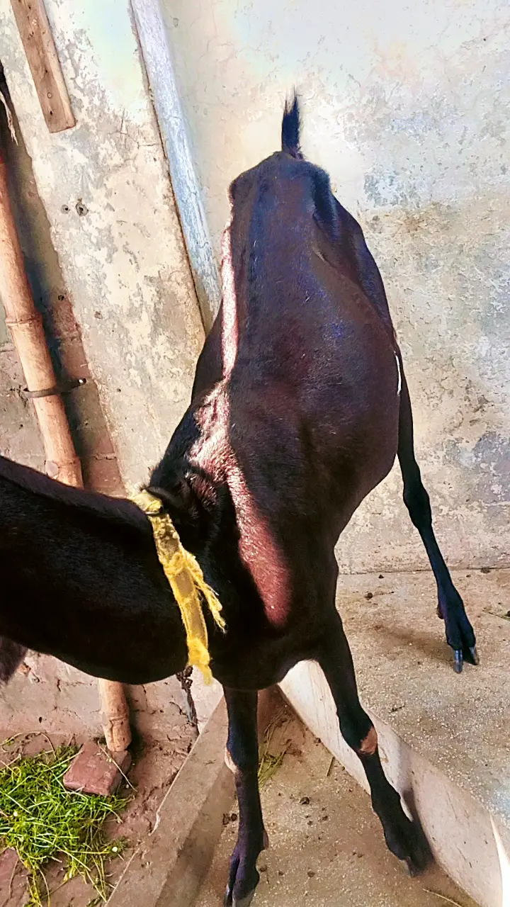 Nagra Bakri — photo 2