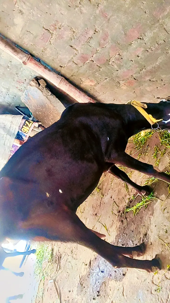 Nagra Bakri — photo 3
