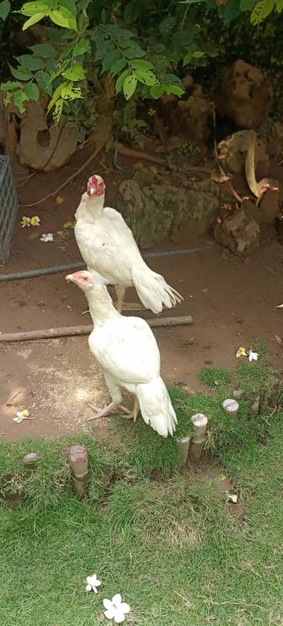 Sindhi breed pair chicken
