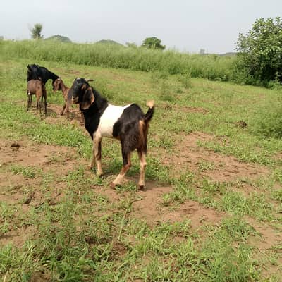 ak Bakra  or AK goat