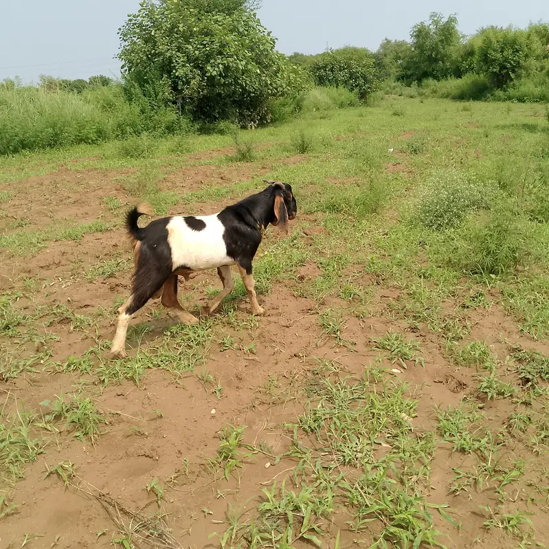 ak Bakra  or AK goat — photo 2