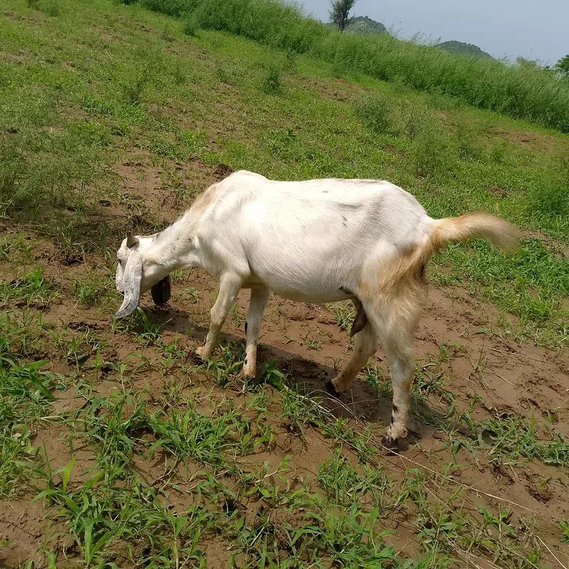 ak Bakra  or AK goat — photo 3