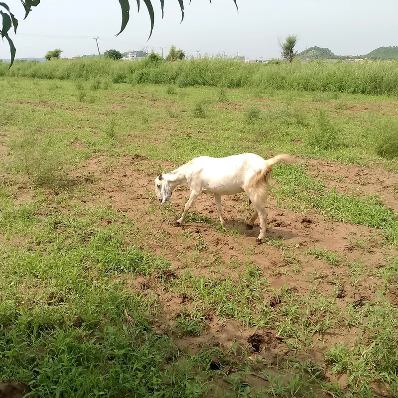 ak Bakra  or AK goat — photo 4
