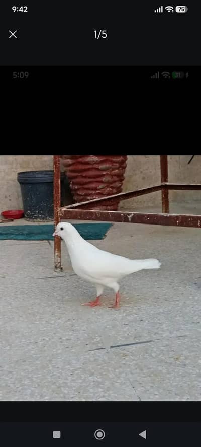 urgent sale