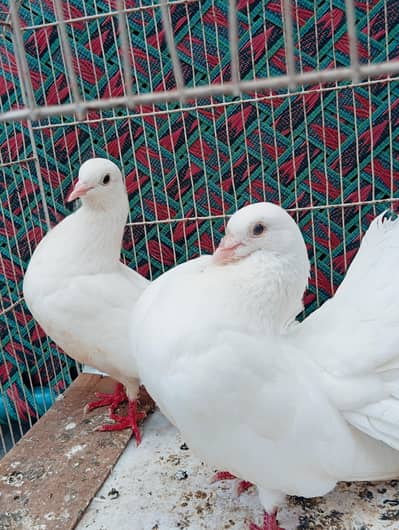lucky  pigeons pair