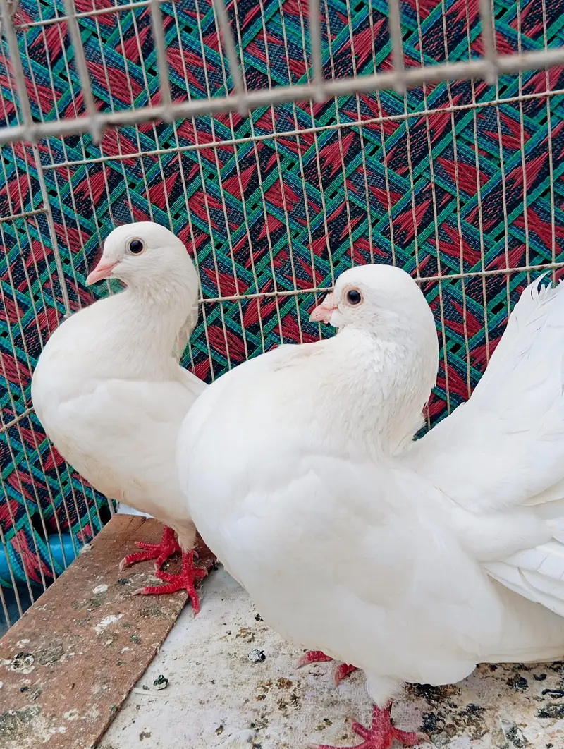 lucky  pigeons pair — photo 2