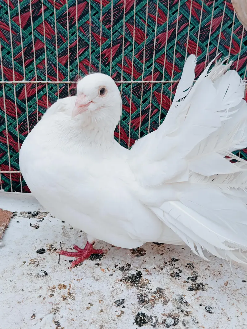 lucky  pigeons pair — photo 3