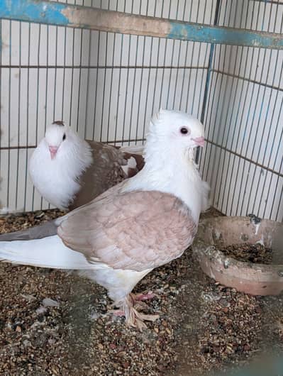 Karbali Pigeon pairs Available