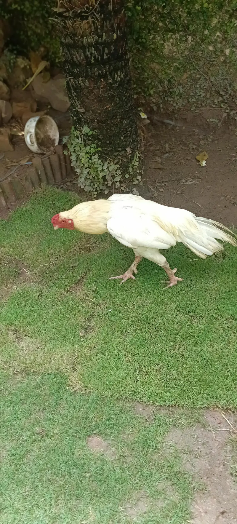 Sindhi breed pair chicken — photo 2