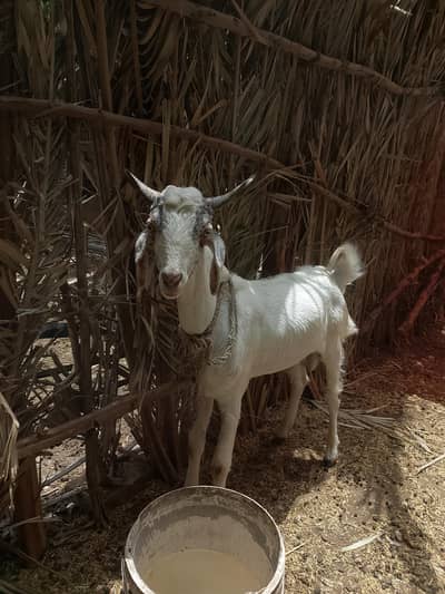Fresh 2 dant taddy bakra