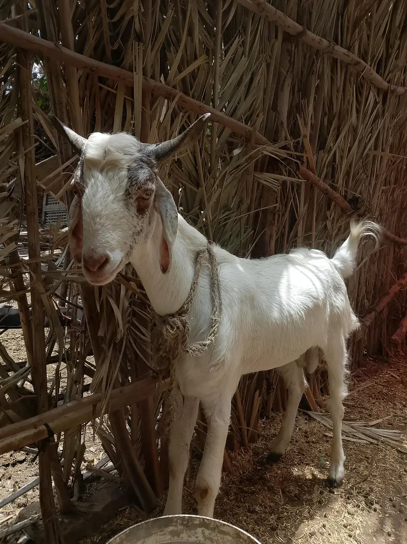 Fresh 2 dant taddy bakra — photo 2
