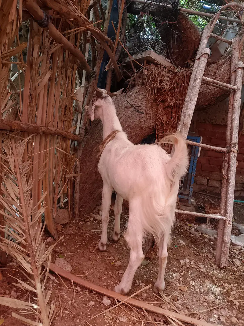 Fresh 2 dant taddy bakra — photo 4