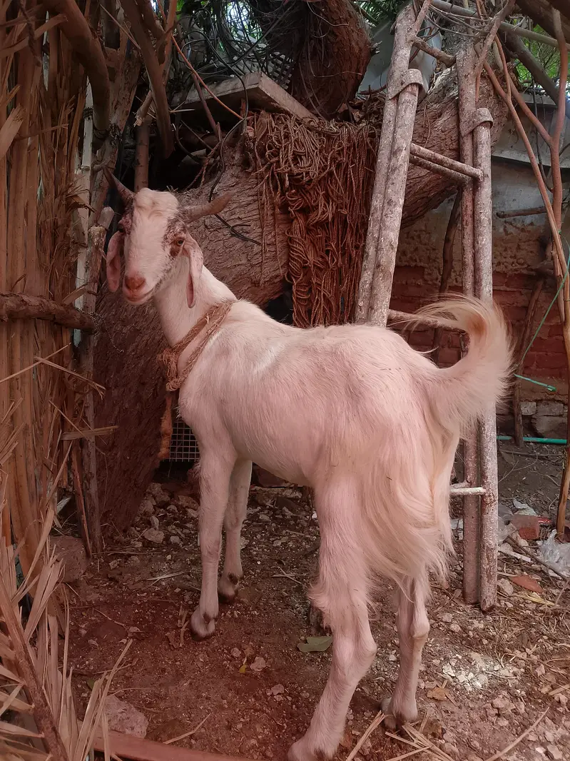 Fresh 2 dant taddy bakra — photo 5