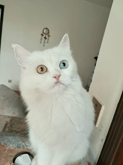 Persian cat white color