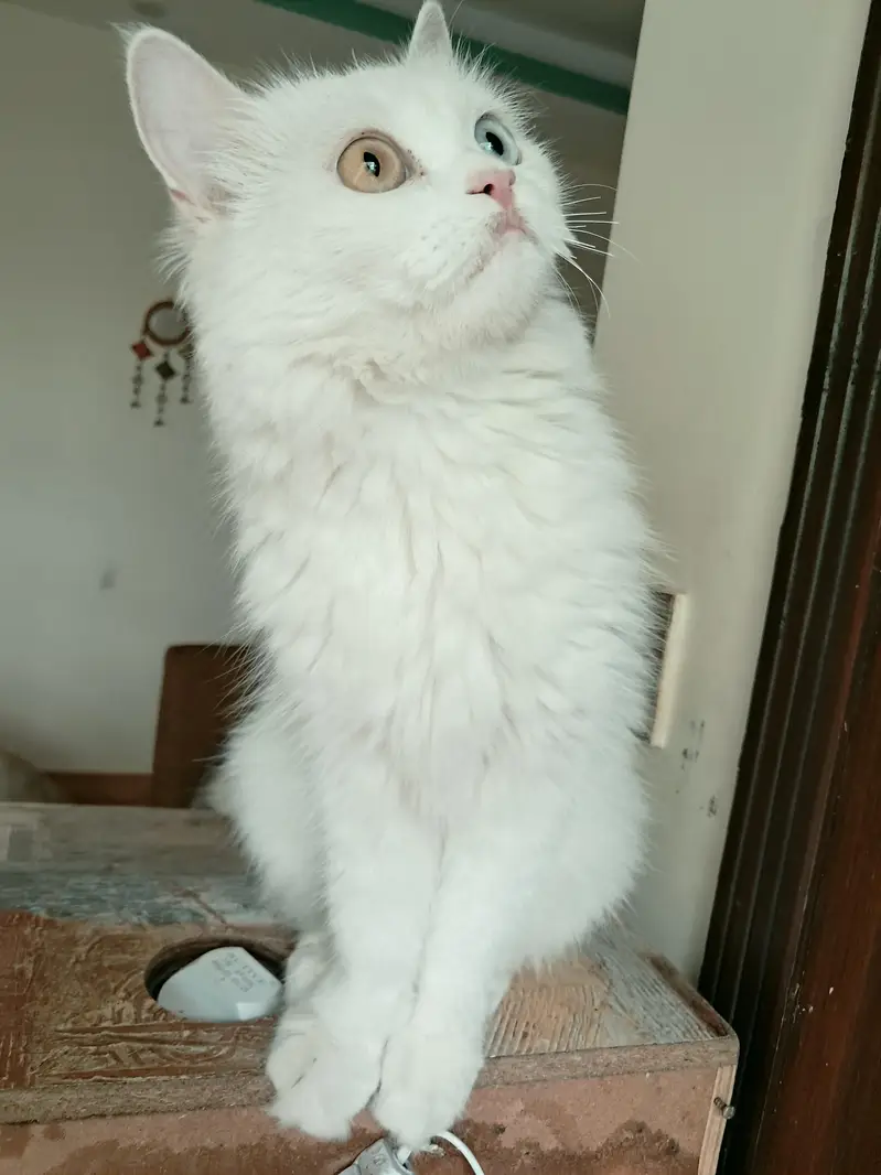 Persian cat/white/Double eyes — photo 2