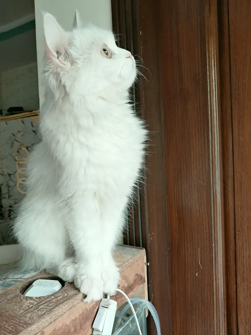 Persian cat/white/Double eyes — photo 3