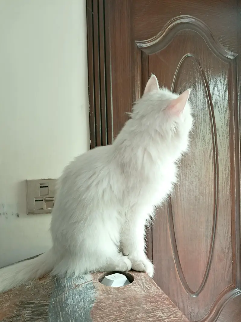 Persian cat/white/Double eyes — photo 4