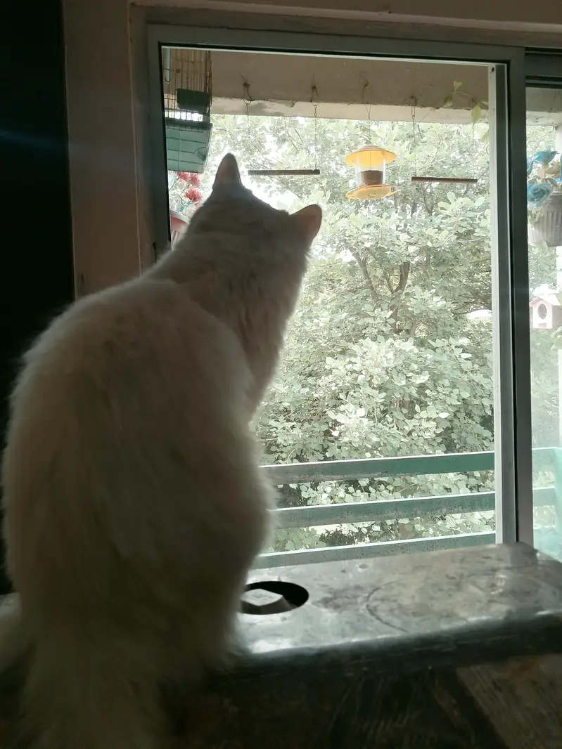 Persian cat/white/Double eyes — photo 5