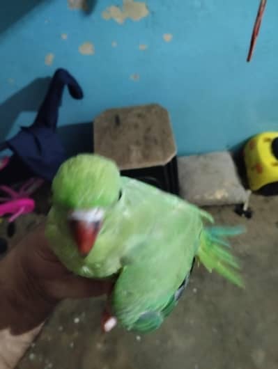 ringneck male patha for sell