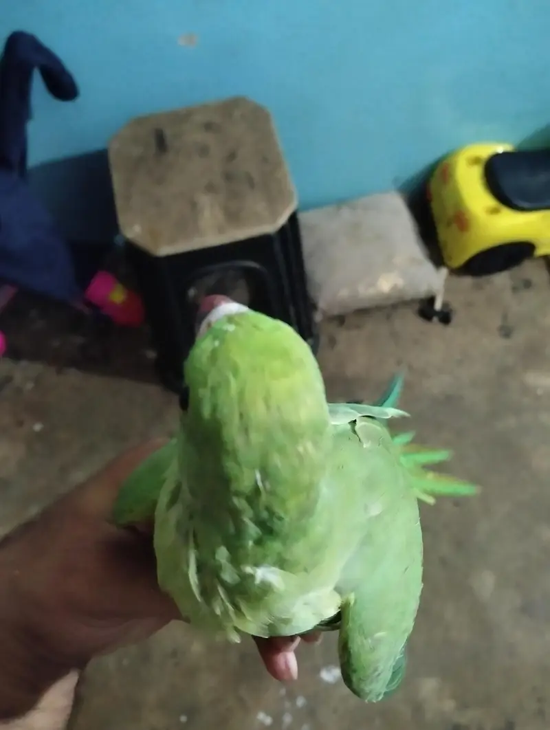 ringneck male patha for sell — photo 2