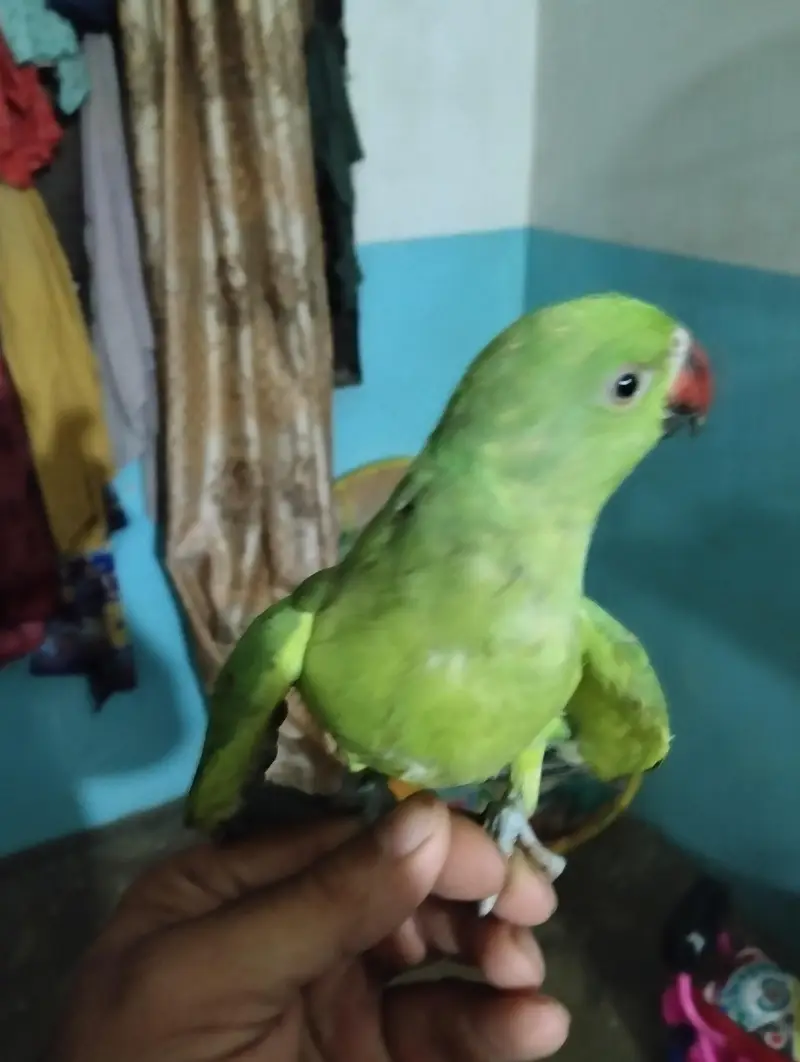 ringneck male patha for sell — photo 3