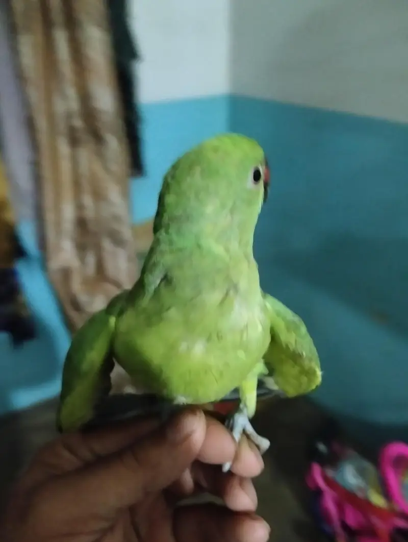 ringneck male patha for sell — photo 4
