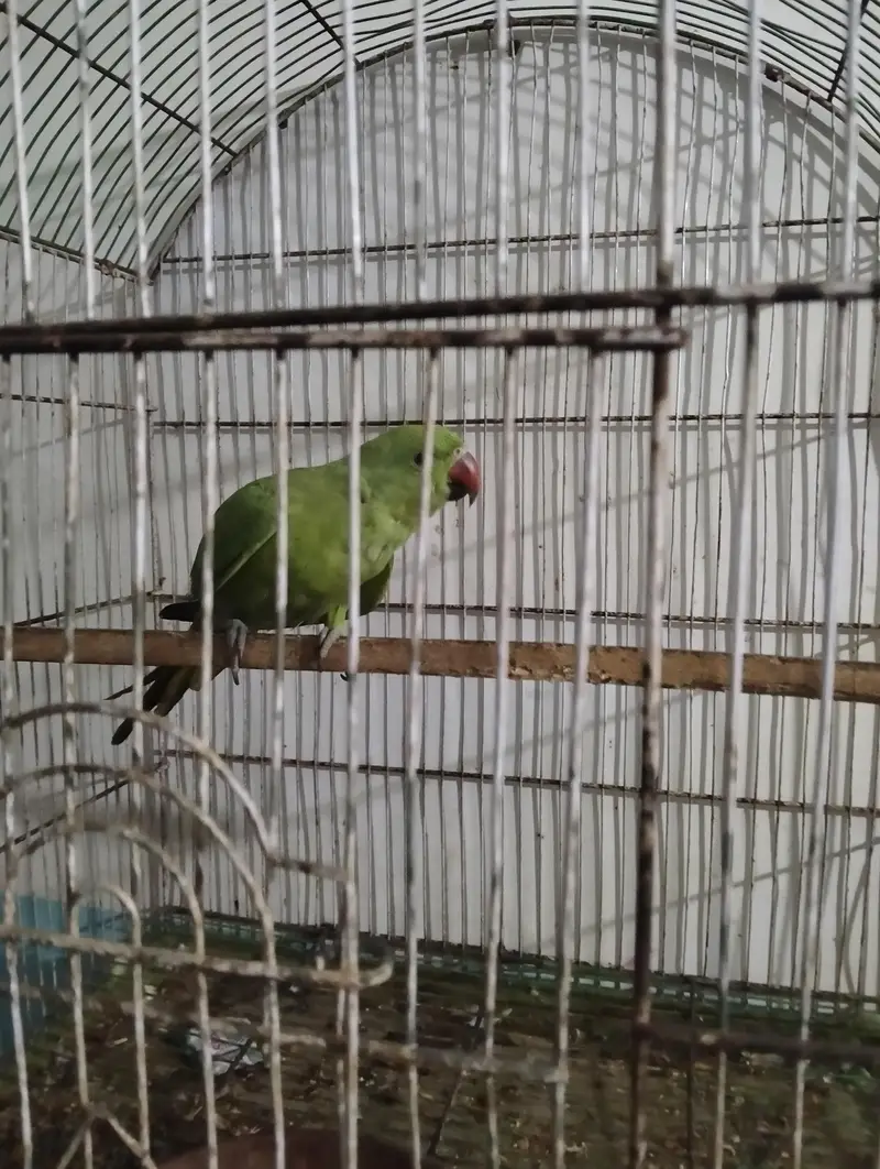 ringneck male patha for sell — photo 5