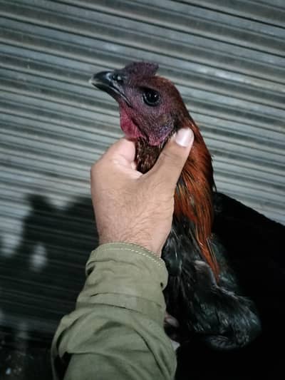 Aseel dragon | Aseel for sale
